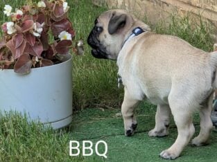 Pug puppies