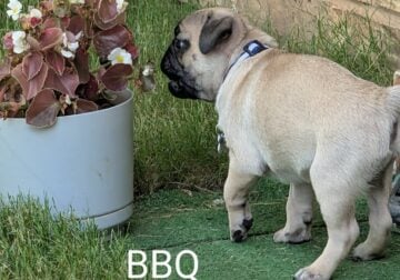 Pug puppies