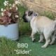 Pug puppies