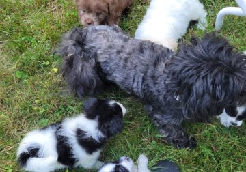 Puppies ready for homes!