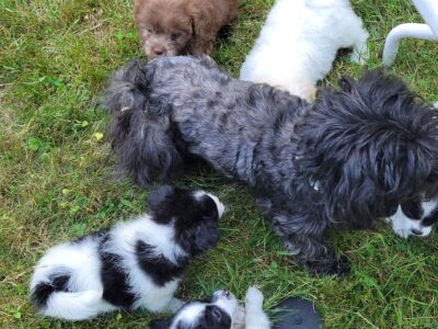 Puppies ready for homes!