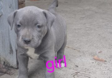 American bully / blue nose pit