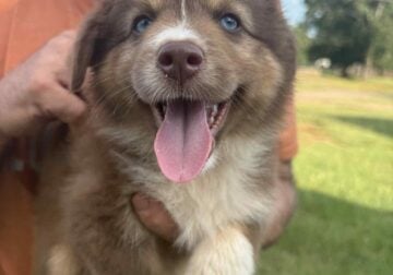 Mini Aussie Pups