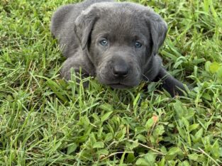 Silver & Charcoal Labrador Puppies