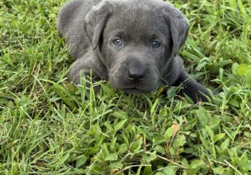 Silver & Charcoal Labrador Puppies