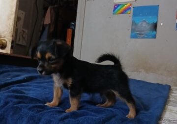 Yorkie Poodle puppies