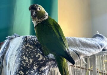 🦜 Black-Capped Conure + Cage – Friendly & Healthy