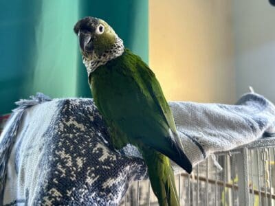 🦜 Black-Capped Conure + Cage – Friendly & Healthy