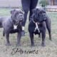 Blue Ribbon Generational Olde English Bulldogges