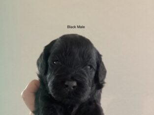 Mini Golden Doodle 3