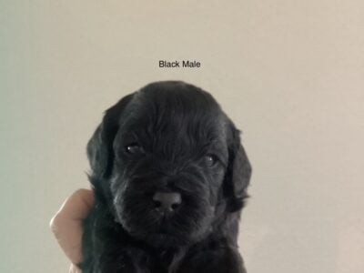 Mini Golden Doodle 3