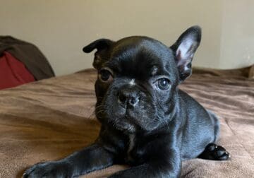 Black Frenchton Puupy for Rehoming 8wks Now!