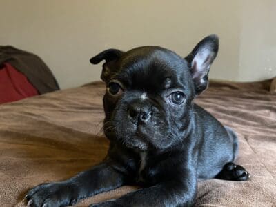 Black Frenchton Puupy for Rehoming 8wks Now!