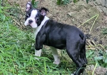 Male boston pup