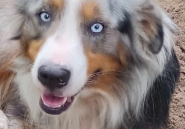 Mini ASDR Australian Shepherd Puppies