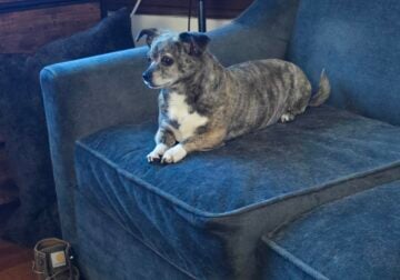 Loving Chihuahua Needs a New Home