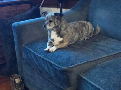 Loving Chihuahua Needs a New Home