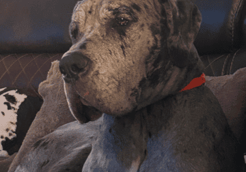 Rehoming beautiful Great Dane