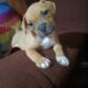 Micro Bully XL pups