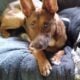 German Shepherd Mix for Sale