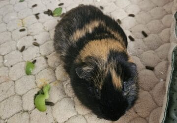 3 Guinea Pigs for sale