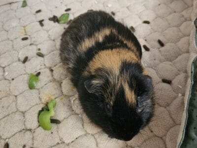 3 Guinea Pigs for sale