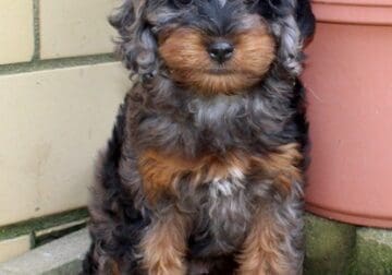 Star Female Cockapoo
