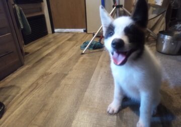 Adorable American Akita Girl Puppy MULAN