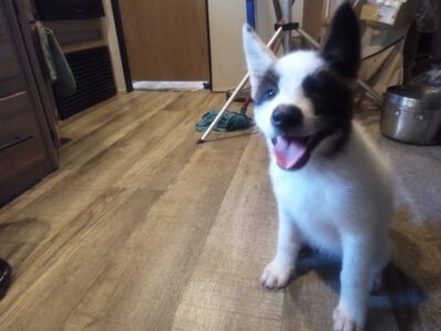 Adorable American Akita Girl Puppy MULAN