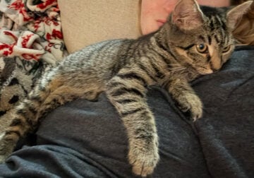 Kitten to rehome
