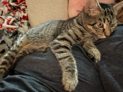 Kitten to rehome