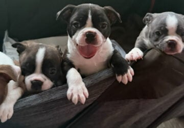 Boston Terrier Puppies see description
