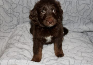 Bear puppy