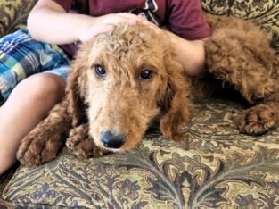 Curly Red Labradoodle in Idaho (see video)