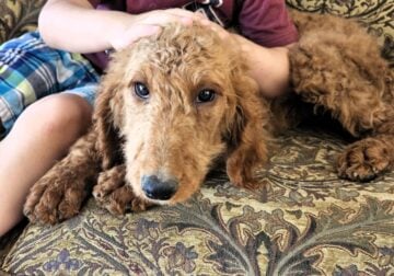 Curly Red Labradoodle in Idaho (see video)