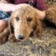 Curly Red Labradoodle in Idaho (see video)