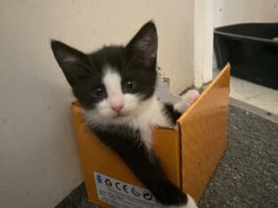 Kittens