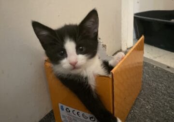 Kittens