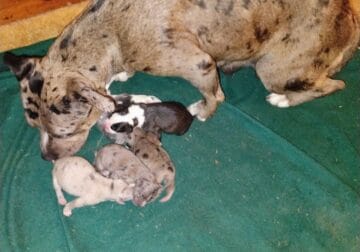 Roly-poly pittie puppies need fur-ever homes!