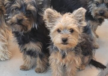 Yorkies for Sale