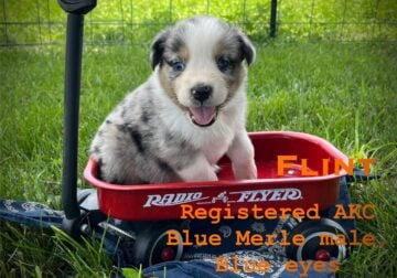 Australian Shepherd puppies
