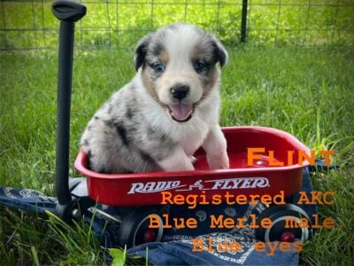 Australian Shepherd puppies