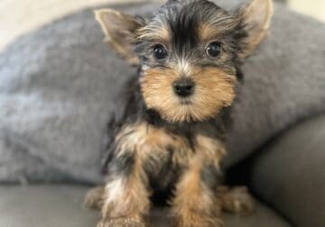 yorkshire terrier yorkie puppies