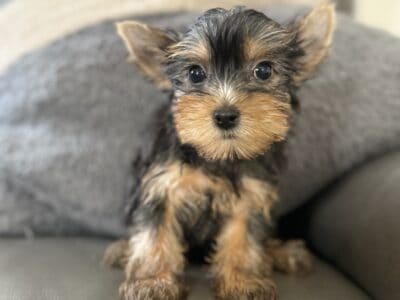 yorkshire terrier yorkie puppies