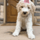 AKC Standard poodle puppies!