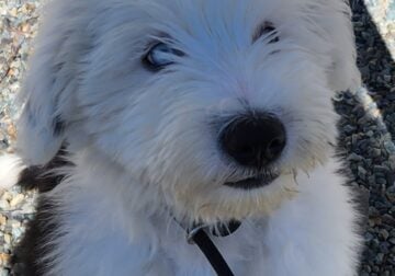 Old English Sheepdog Puppies