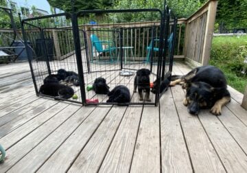 AKC German Shepherd Puppies