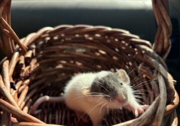 Rats (pets only)