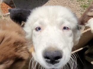 Standard Australian Shepherd