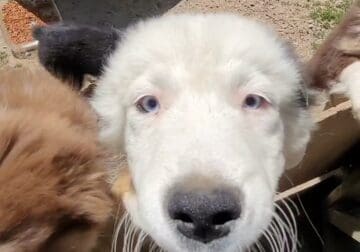 Standard Australian Shepherd